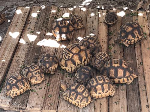 trafficked ploughshare tortoises