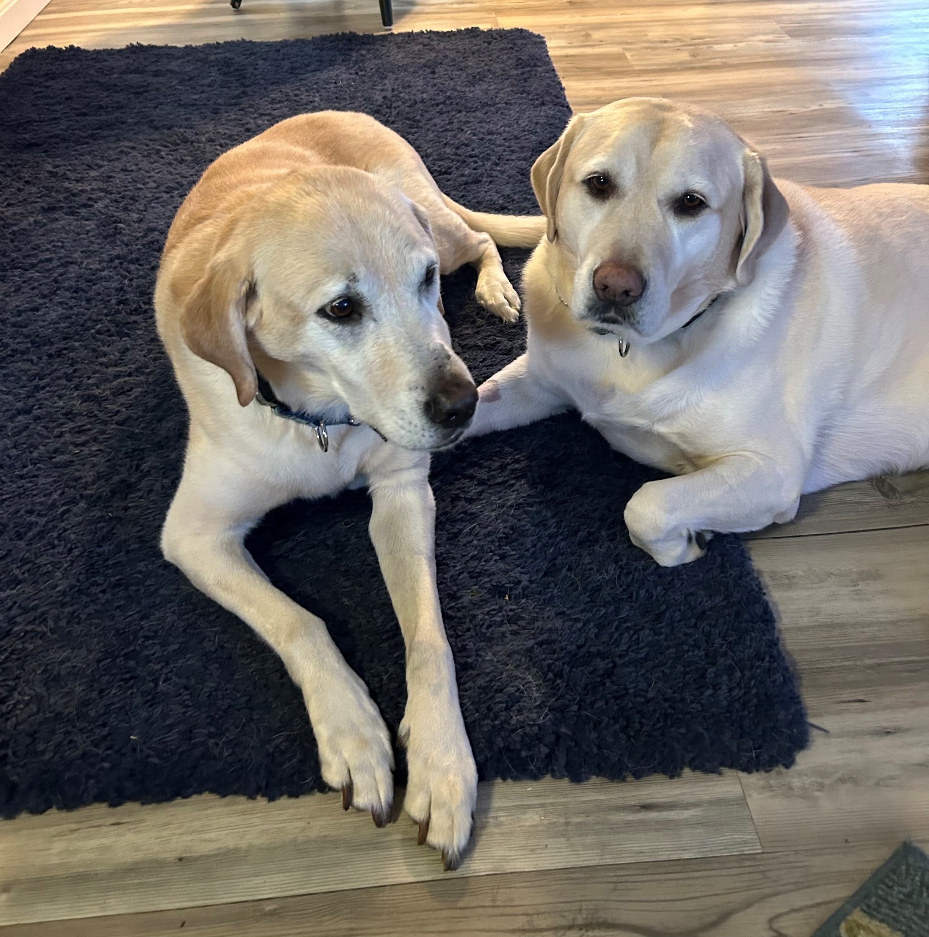 Karen and John's two yellow labs, Cali (12) and Jules (8)