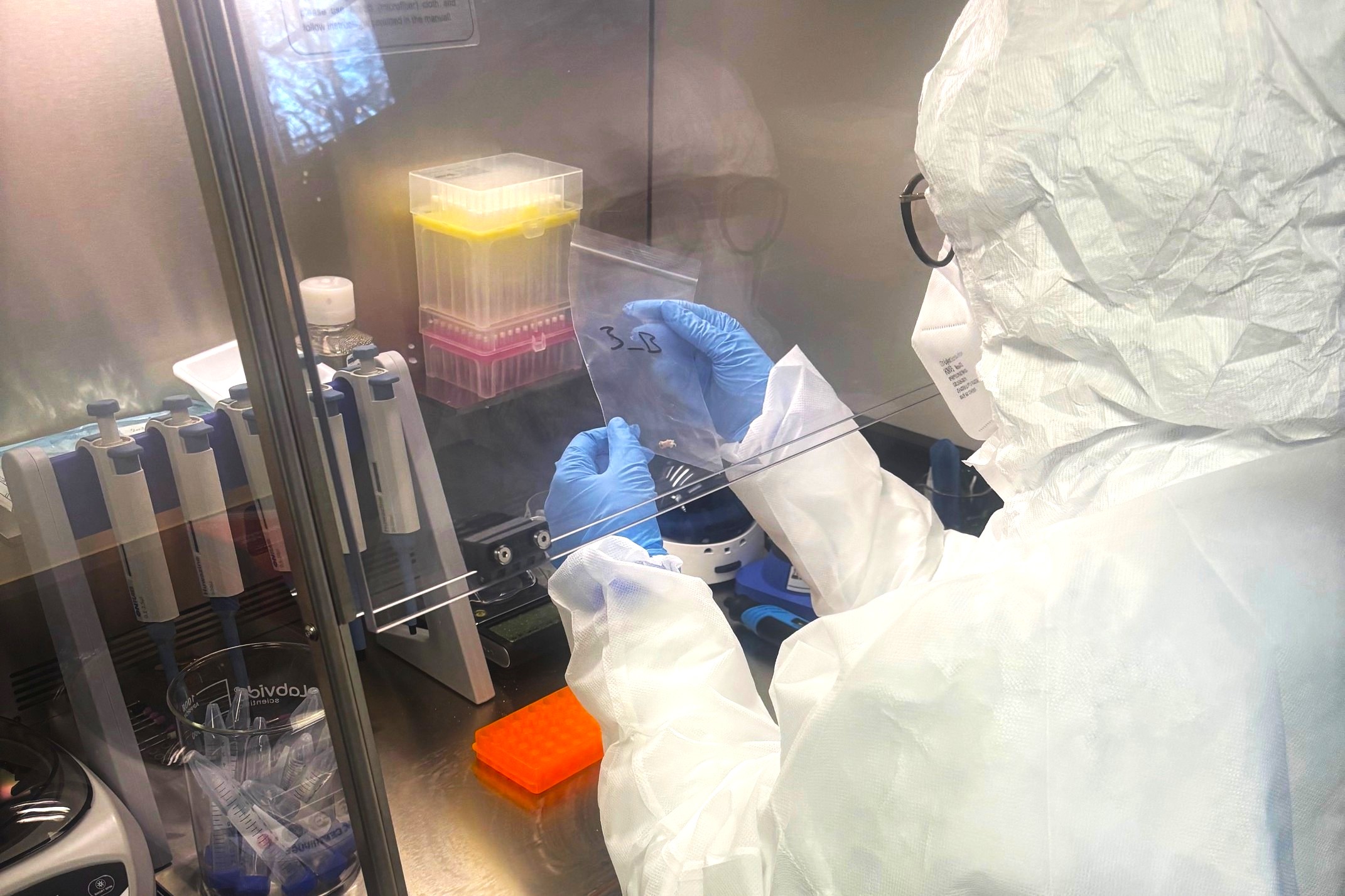Department of Anthropology Ph.D. student Fernanda Brekenfeld-Ferrarini in a white protective suit, hood, and glasses is working inside a laboratory safety cabinet, manipulating an object with gloved hands. They are wearing blue gloves and holding a small, clear plastic bag labeled "3_B" in their left hand while adjusting its contents, a fragment of bone, with their right. 