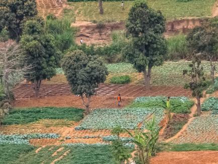 farmer tending to crops in Uganda