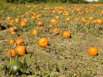 pumpkins