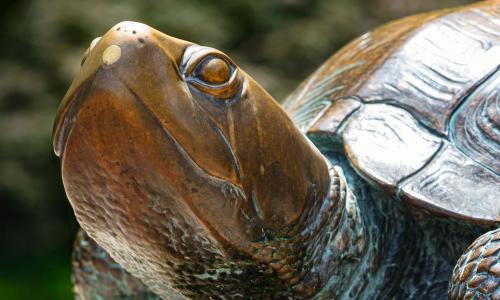Turtle Close up