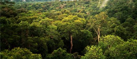 Tree canopy in the Amazon rainforest.