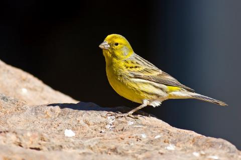 Male canary