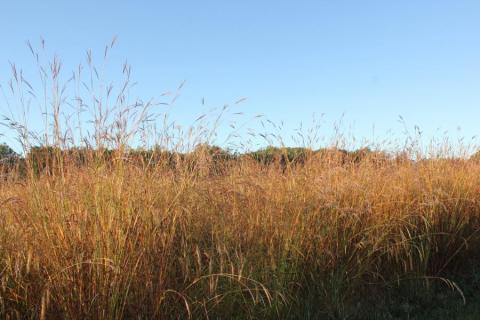 Perennial grasses studied by scientists for a source of cellulosic biofuel.