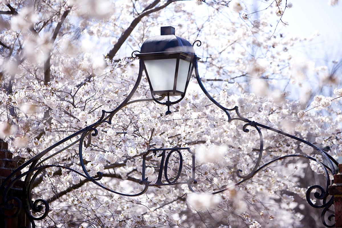 Blossoms John Consoli