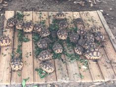 photo of labeled turtles by Meredith Gore