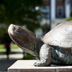 Testudo statue